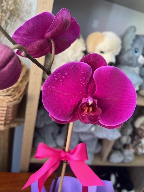 Orchid Plant B
