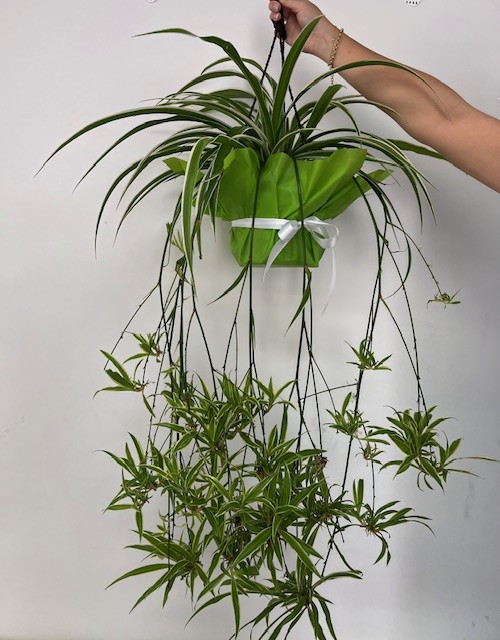 Hanging Plant