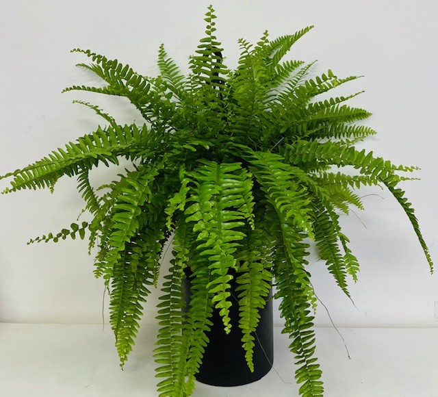 Lush hanging fern