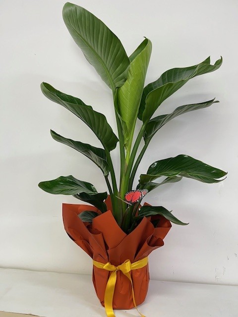 Large Lush Tropical Plant