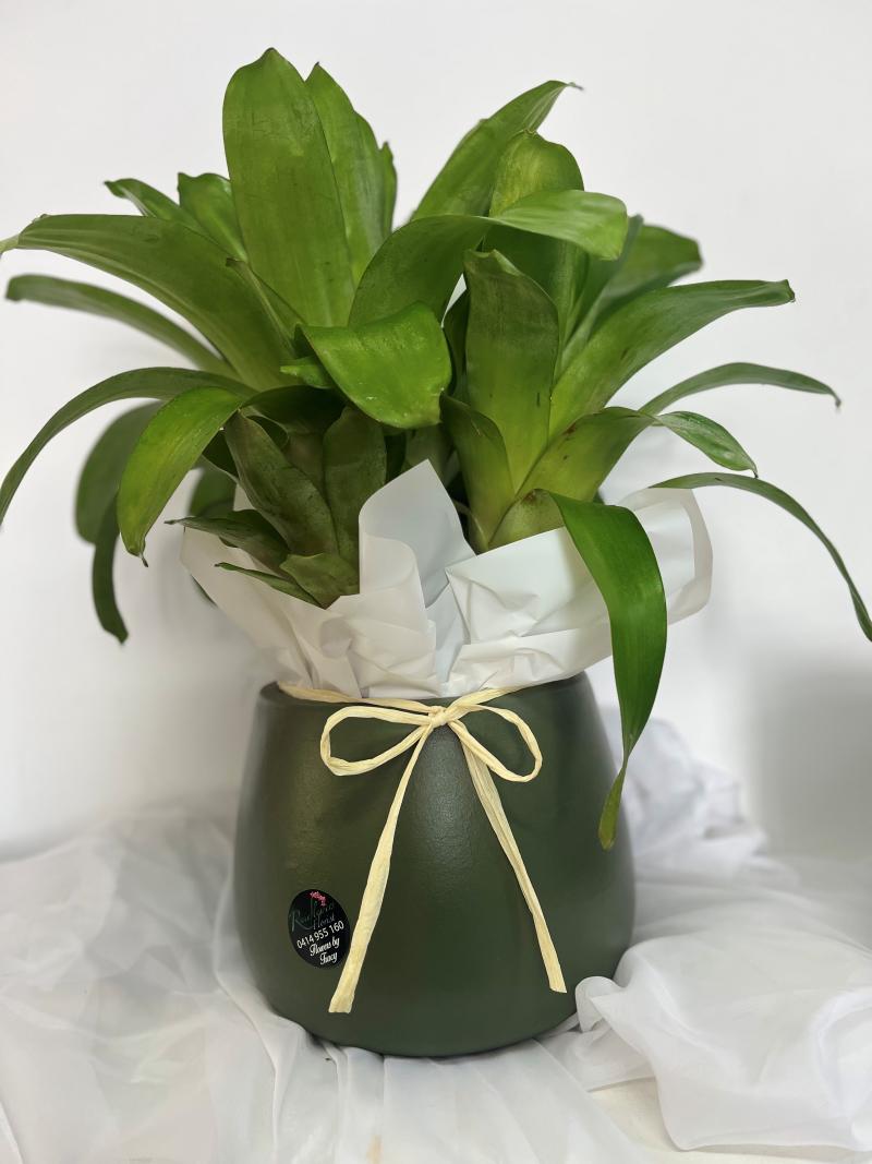 Lush Plant in CeramicPot