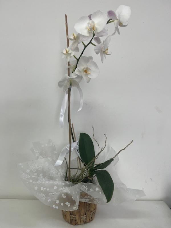 White Orchid Plant in Basket