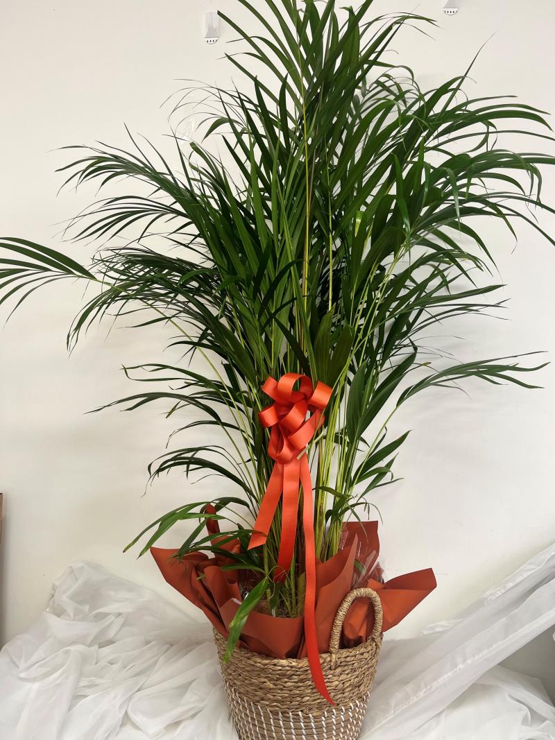 Golden Cane Palm