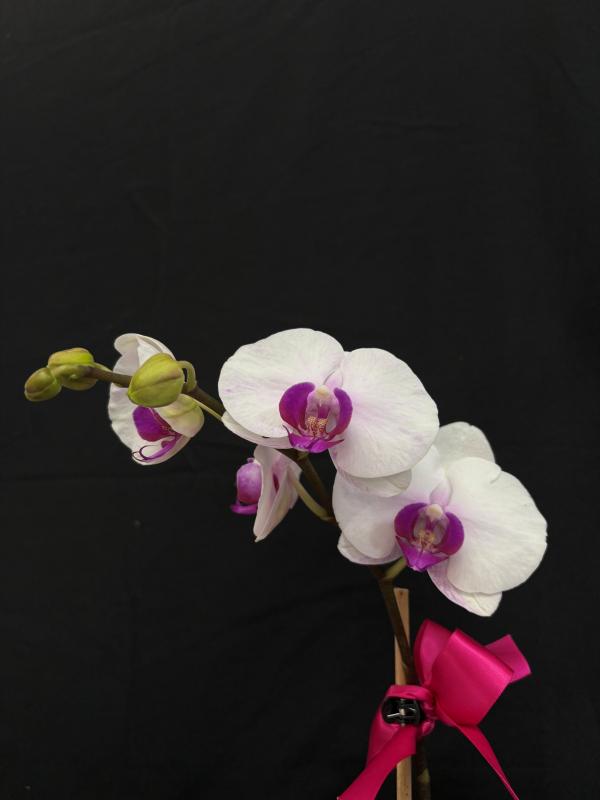 Orchid Plant A