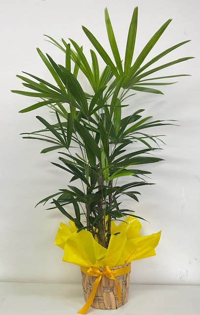 Rhapis Plant
